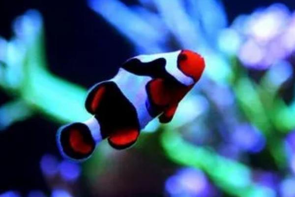 三带小丑鱼好养吗,对新手来说有难度