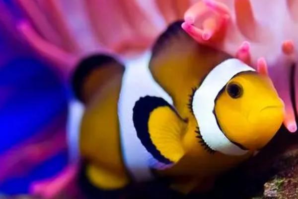 三带小丑鱼好养吗,对新手来说有难度