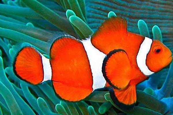 三带小丑鱼好养吗,对新手来说有难度