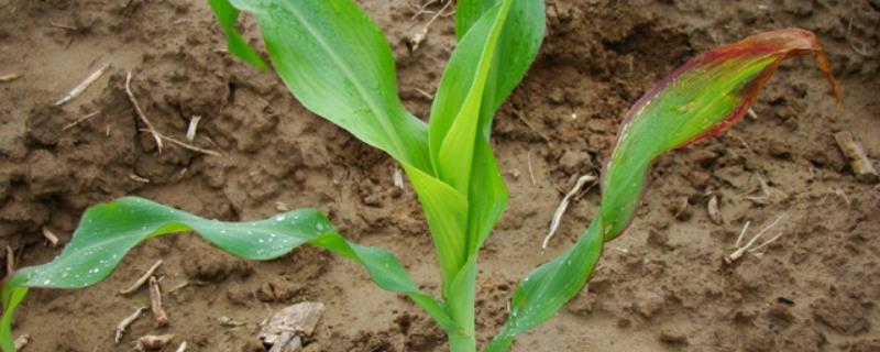 DK111玉米品种的特性