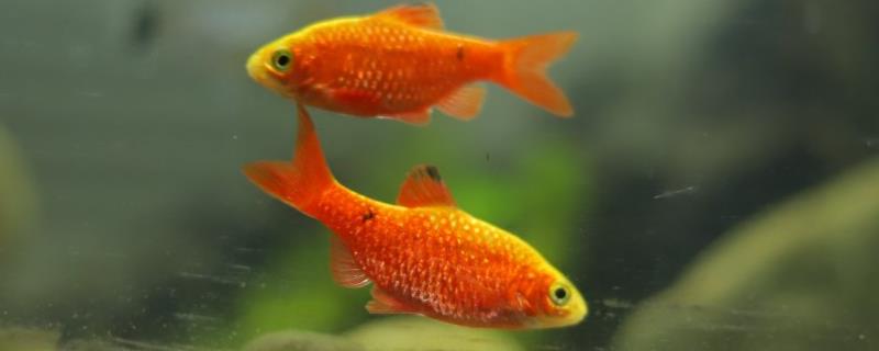 小金鱼多久换一次水