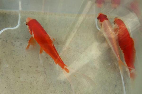 小金鱼多久换一次水,夏季间隔三天换一次水为佳