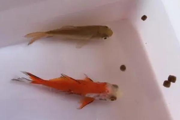 小金鱼多久换一次水,夏季间隔三天换一次水为佳