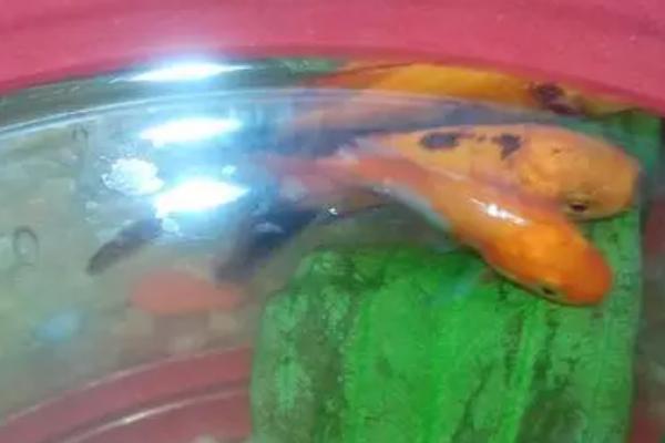 小金鱼多久换一次水,夏季间隔三天换一次水为佳