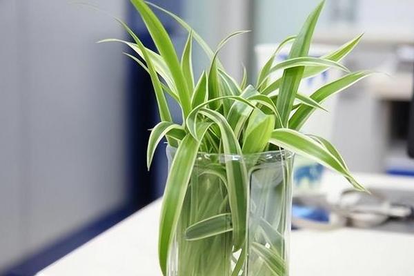 吊兰可以水养吗，能盛水的容器都可用来水养吊兰