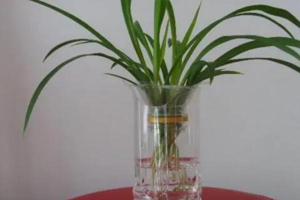 吊兰可以水养吗，能盛水的容器都可用来水养吊兰