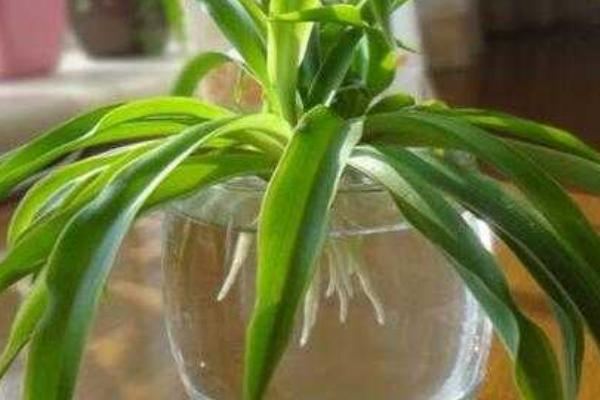 吊兰可以水养吗，能盛水的容器都可用来水养吊兰
