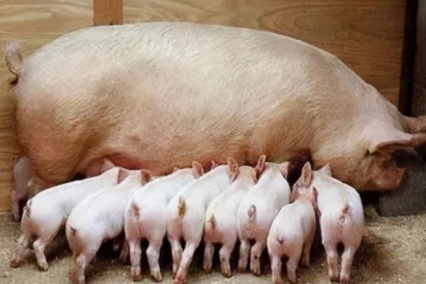 母猪初产正常数量,通常应产下3-4头猪仔