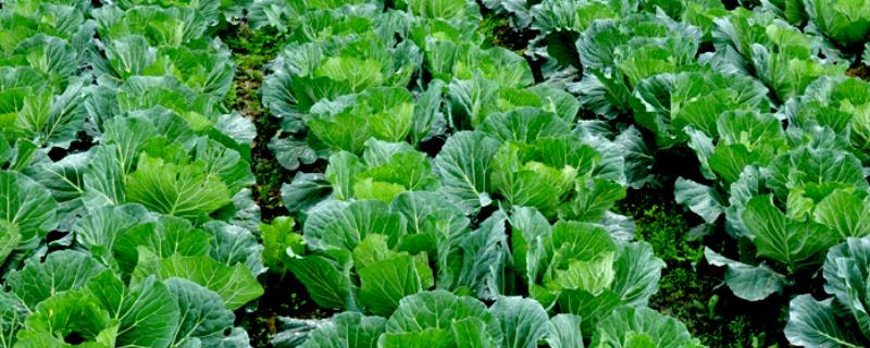 哪些蔬菜在春季种植