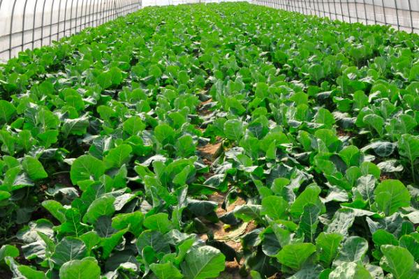 哪些蔬菜在春季种植,包括茄子、萝卜、豆角等品种