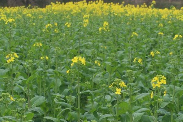 哪些蔬菜在春季种植,包括茄子、萝卜、豆角等品种