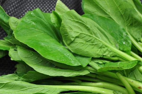 哪些蔬菜在春季种植,包括茄子、萝卜、豆角等品种