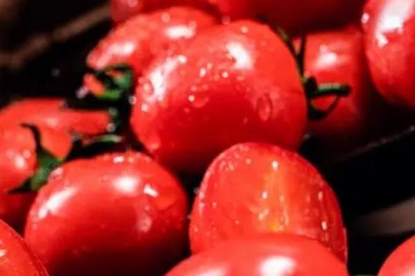 哪些蔬菜在春季种植,包括茄子、萝卜、豆角等品种