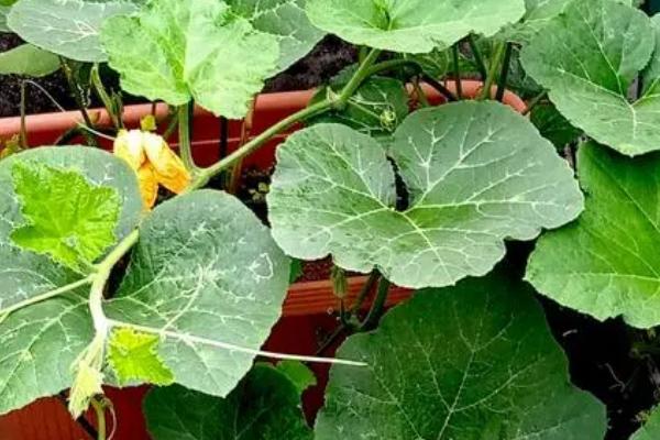 哪些蔬菜在春季种植,包括茄子、萝卜、豆角等品种