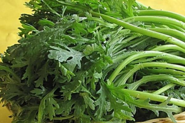 哪些蔬菜在春季种植,包括茄子、萝卜、豆角等品种