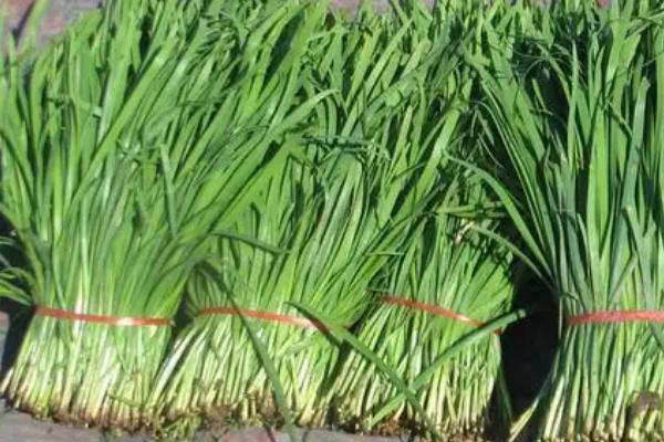 哪些蔬菜在春季种植,包括茄子、萝卜、豆角等品种