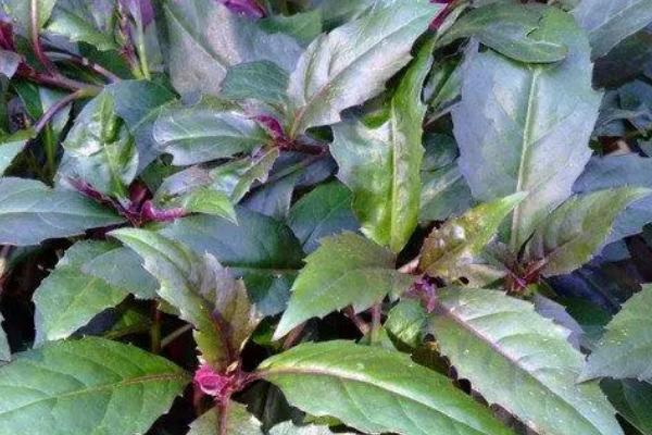 哪些蔬菜在春季种植,包括茄子、萝卜、豆角等品种