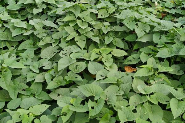 哪些蔬菜在春季种植,包括茄子、萝卜、豆角等品种