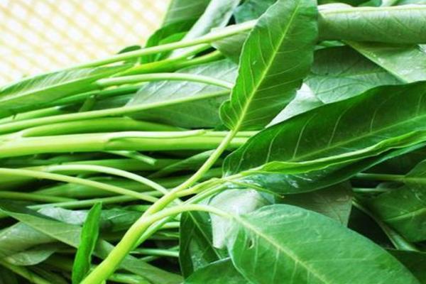 哪些蔬菜在春季种植,包括茄子、萝卜、豆角等品种