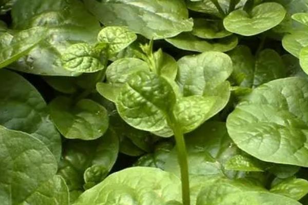 哪些蔬菜在春季种植,包括茄子、萝卜、豆角等品种