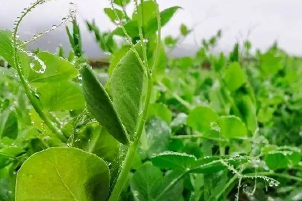 哪些蔬菜在春季种植,包括茄子、萝卜、豆角等品种