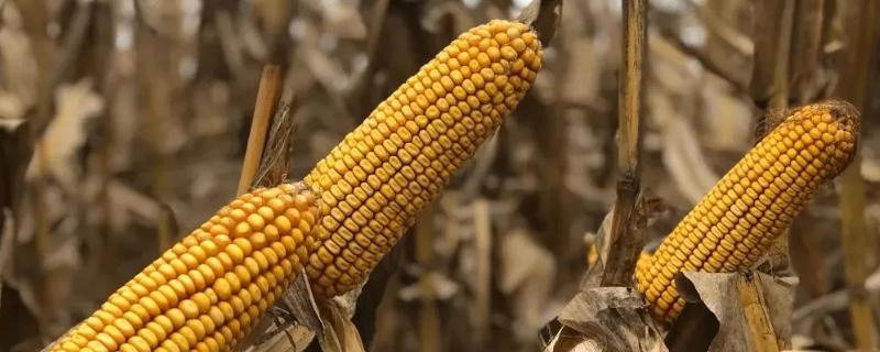 通单206玉米种子特点