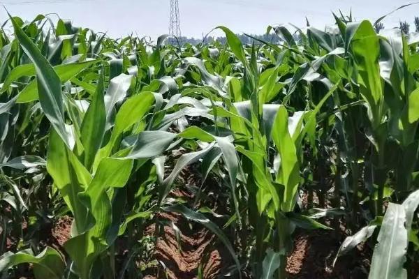 通单206玉米种子特点，4月下旬至5月上旬播种