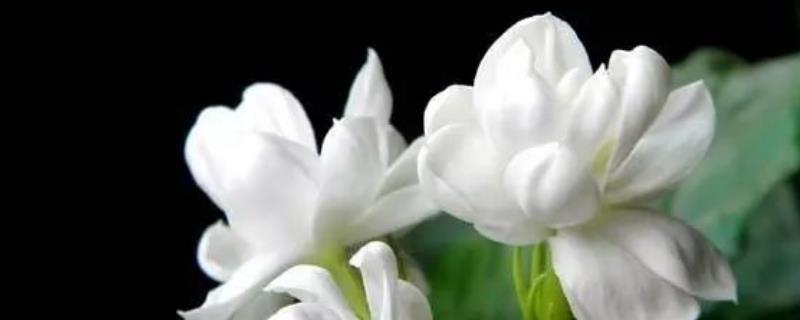 茉莉花的繁殖方式