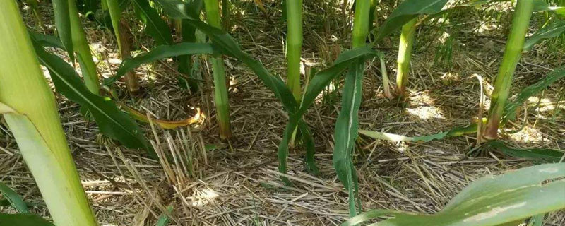 禾乐366玉米种简介