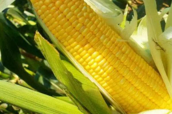 禾乐366玉米种简介，中等肥力以上地块栽培