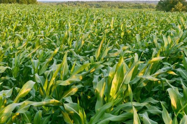 禾乐366玉米种简介，中等肥力以上地块栽培