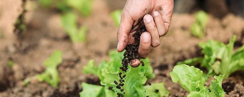 微生物肥料有何特点及作用