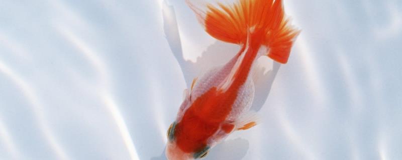 小金鱼吃什么饲料