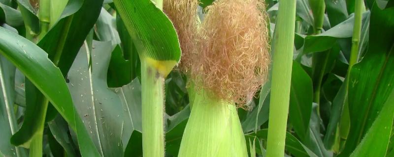 吉单643玉米种子简介