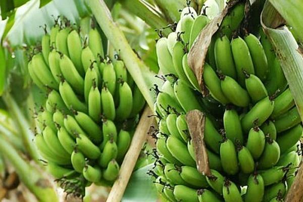 香蕉受冻后的处理方法，要早施重施促芽肥