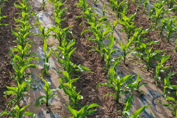 泽奥701玉米种子简介，中晚熟品种