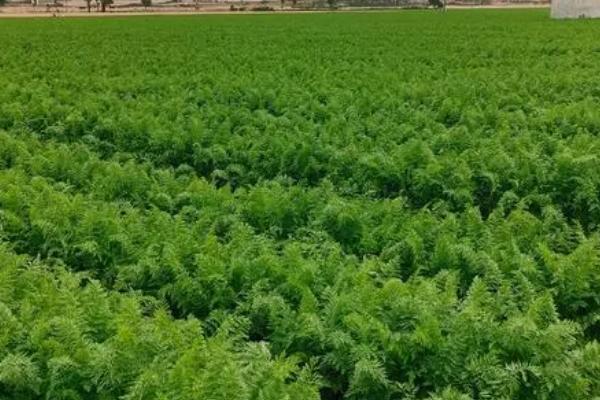 胡萝卜性软腐病的发生规律，高温湿闷的天气易诱发