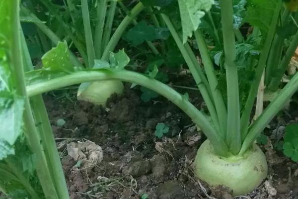 大头菜的亩产量，一般可达到3200斤左右