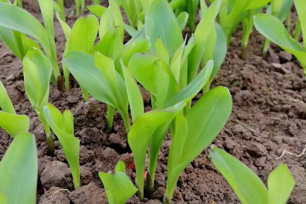 吉单48玉米种简介,中抗茎腐病