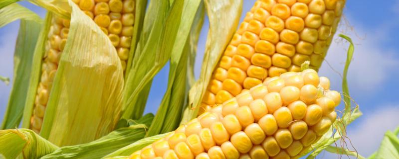 吉糯35玉米种子特征特性