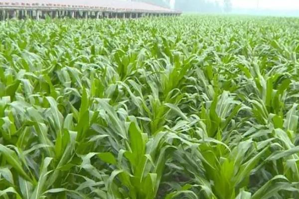 吉糯35玉米种子特征特性，中等肥力以上地块栽培