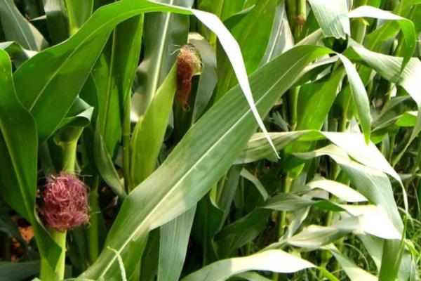 吉糯35玉米种子特征特性，中等肥力以上地块栽培