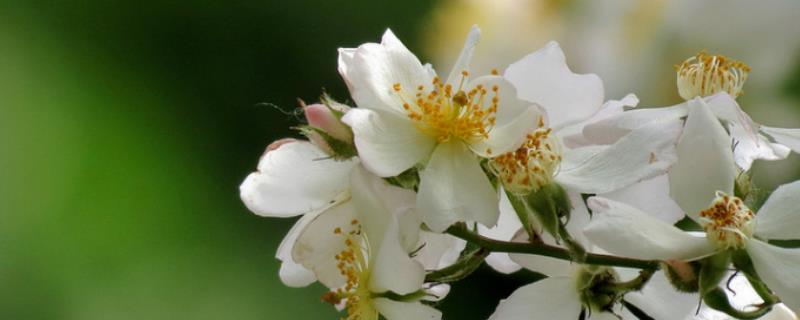 荼蘼花的养殖要点