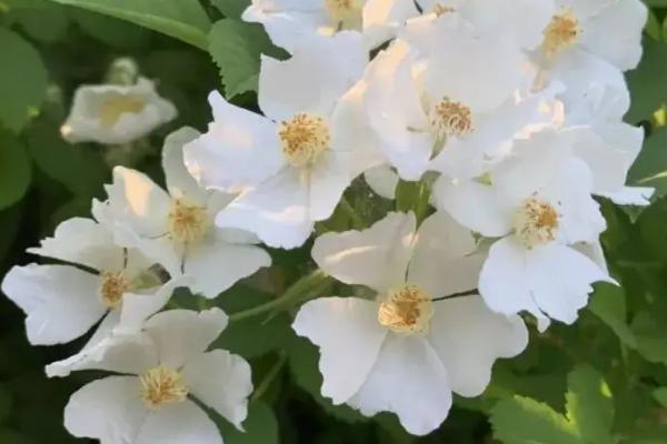 荼蘼花的养殖要点,春季萌芽前要适当修剪