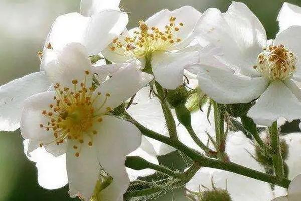 荼蘼花的养殖要点,春季萌芽前要适当修剪