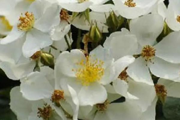 荼蘼花的养殖要点,春季萌芽前要适当修剪