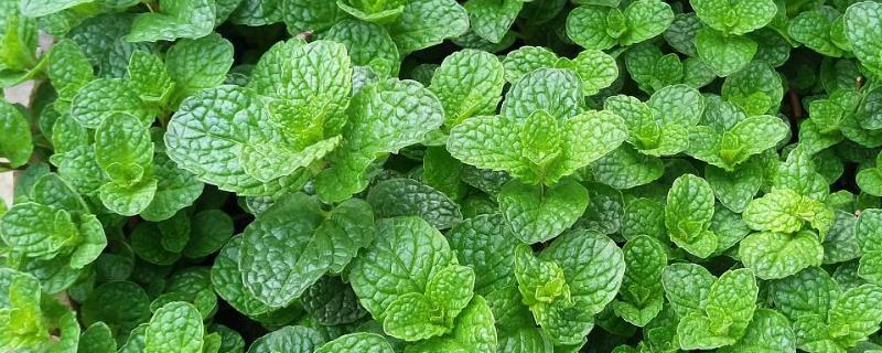 怎么对薄荷浇水