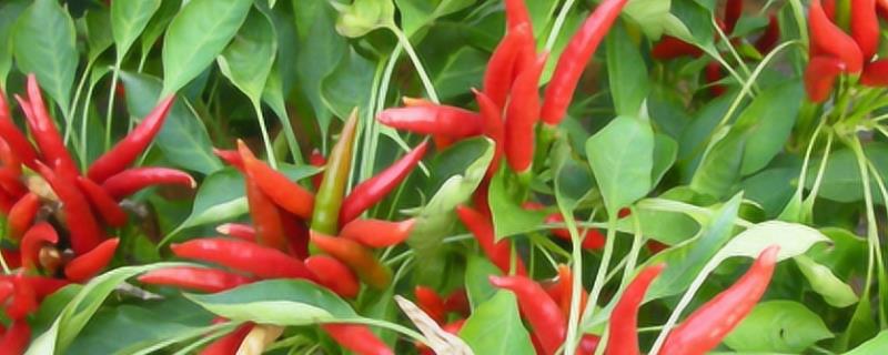 种植辣椒怎么播种