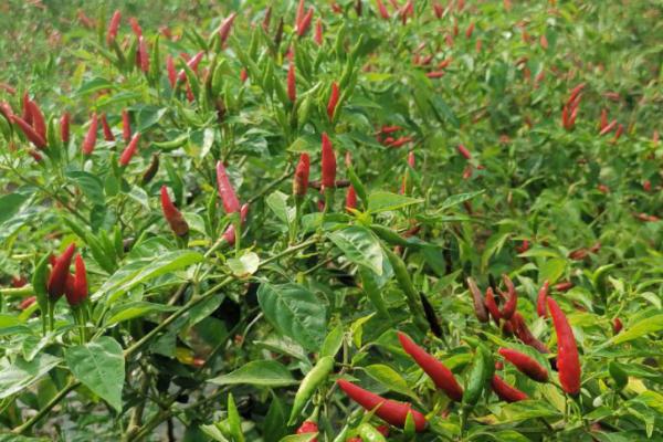 种植辣椒怎么播种，可直接撒播并覆盖营养土