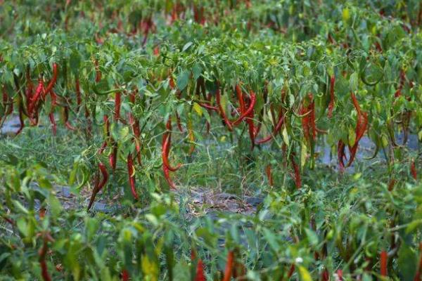 种植辣椒怎么播种，可直接撒播并覆盖营养土